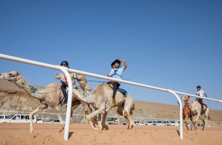 الاتحاد السعودي للهجن يسجل رقماً قياسياً بإقامة 1722 شوط في 11 مهرجان ومسابقة