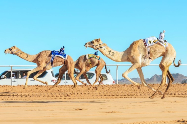 24 مليون جوائز شوطي كأس العلا للهجن في الختام