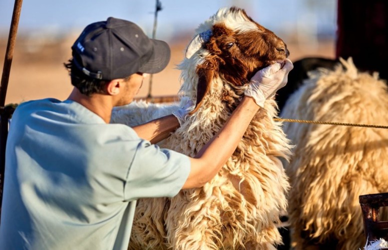بيئة حائل تنفذ 2092 جولة على أسواق النفع العام والمسالخ خلال شهر مايو 2024