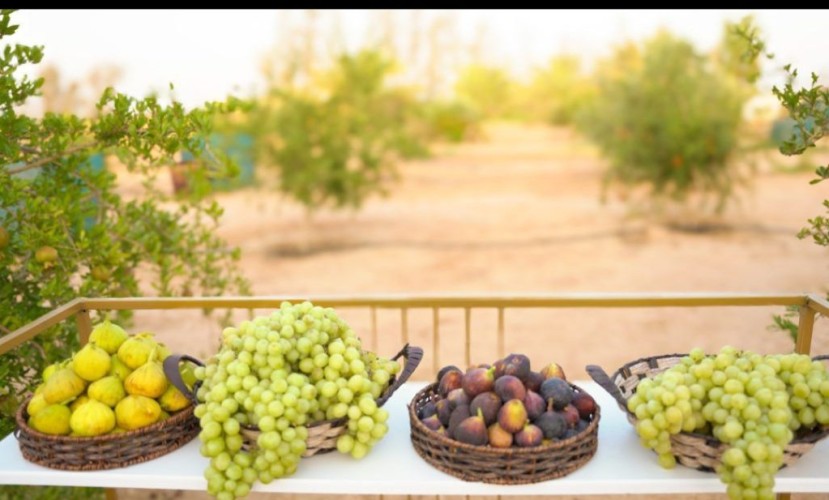 أكثر من 20 طن فواكه تدخل معرض مهرجان الفاكهة بطبرجل حتى يومه الثالث بطبرجل .