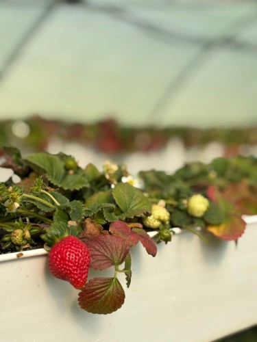 مشاتل الفراولة بقارا في سكاكا: حل مبتكر لإنتاج الفواكه طوال العام