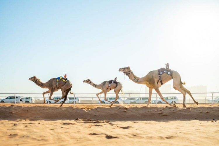 ملاك السعودية في صدارة مهرجان خادم الحرمين الشريفين للهجن