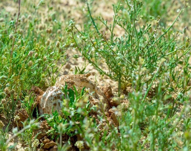 حرس الحدود يهيب بهواة الرحلات البرية والباحثين عن نبات الفقع عدم الاقتراب من المناطق الحدودية