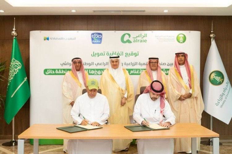 صندوق التنمية الزراعية يموّل مشروعًا نوعيًا لتربية الأغنام بحائل لتعزيز الأمن الغذائي