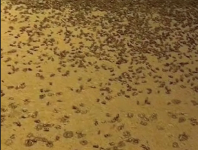 «كائنات نافعة».. توضيح «وقاء» بشأن ما تم تداوله عن انتشار الحشرات في بعض مناطق المملكة