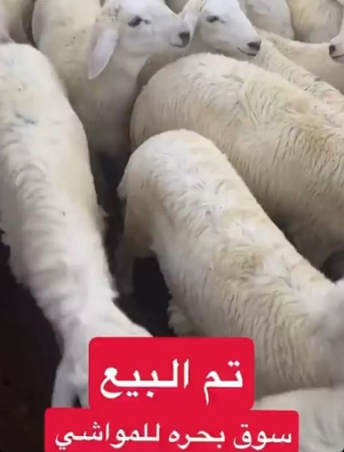 بالفيديو.. “مختص في الثروات الحيوانية” يرصد حالة أسواق الماشية: إقبال على الطليان والرخال النظيفة والأسعار تبدأ من 1160 ريالًا