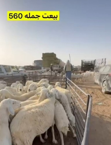 عبدالقادر آل معيلي يرصد انخفاضًا لافتًا في أسعار الماشية.. ويُشيد بقرار الإعفاء الجمركي