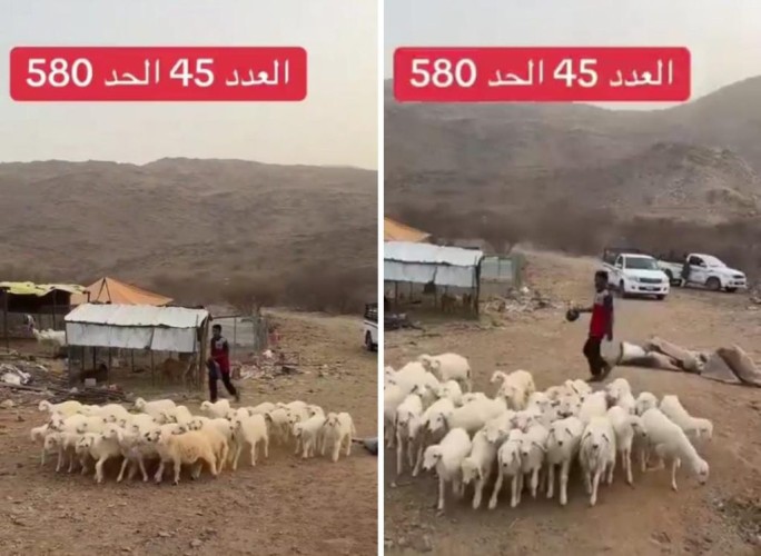 بـ 580 فقط.. بالفيديو: انخفاض جديد في أسعار الأغنام “البهم” بعد توفر المستورد