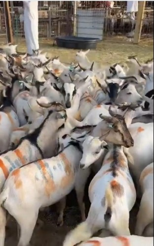 مهتم بالثروات الحيوانية يشيد بقرار مجلس الوزراء ويؤكد انخفاض أسعار الأغنام المستوردة