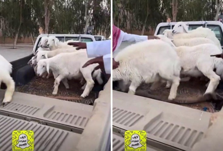 بالفيديو.. انخفاض جديد بأسعار «الطليان الحريات» بأحد أسواق الأغنام في القصيم