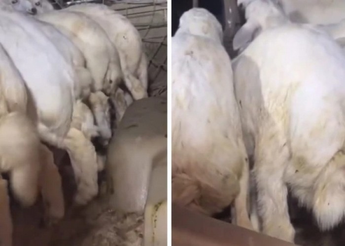 “انخفاض أسعار الأضاحي”.. بالفيديو.. مهتم بالثروة الحيوانية: طليان الحريات بـ1060 ريال وعدم وجود  مشتري