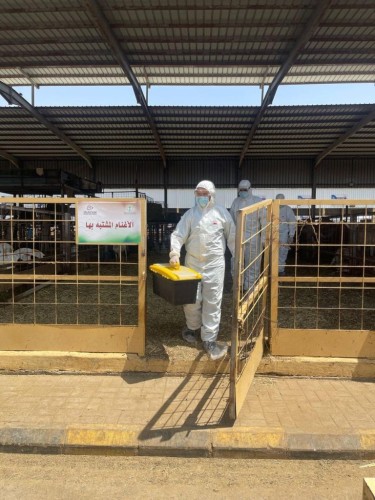 «استعدادًا لموسم 1446هـ».. مكتب البيئة في مكة ينفذ فرضية انتشار وباء في سوق المواشي