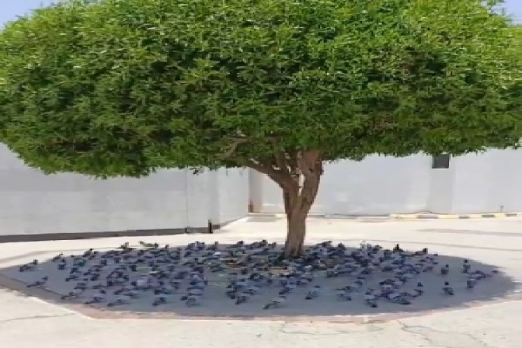 في مشهد مؤثر.. أسراب الحمام تلجأ لظل شجرة هروبًا من حرارة مكة
