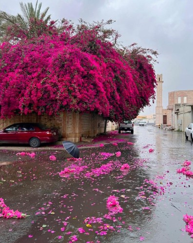 الدكتور عبدالله المسند: “الجهنمية” ليست مجرد شجرة.. بل عباءة من الجمال تنثر الحياة بعد المطر