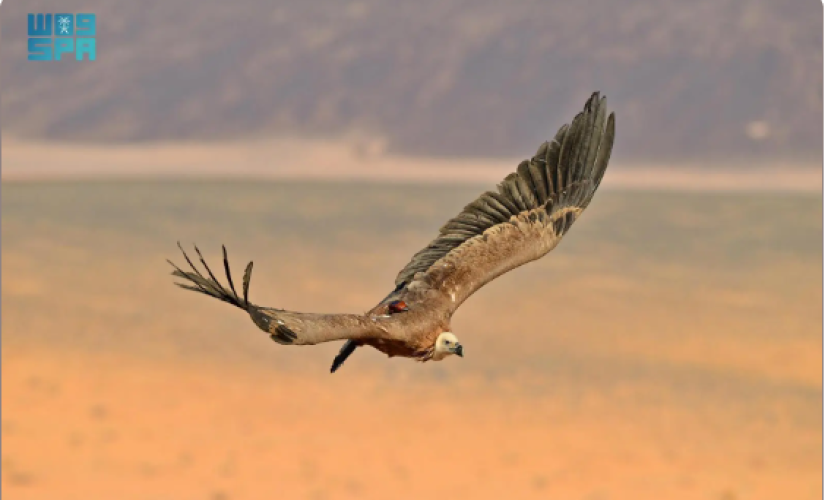نسور أوراسية تقطع 245 ألف كيلومتر عبر 8 دول.. محمية الأمير محمد بن سلمان تكشف بيانات تتبّع غير مسبوقة