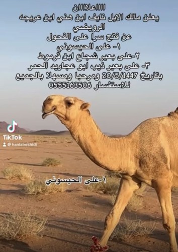 “موعد مع الأصايل”.. مالك الإبل نايف ابن هني الرويضي يفتح السّرى على نخبة الفحول