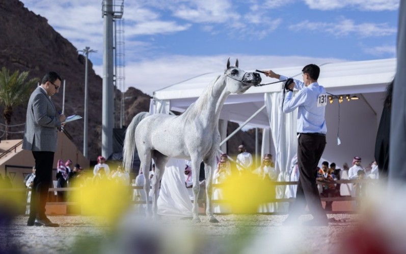 الخميس انطلاق بطولة حائل الدولية لجمال الخيل العربية بمشاركة 315 رأسًا