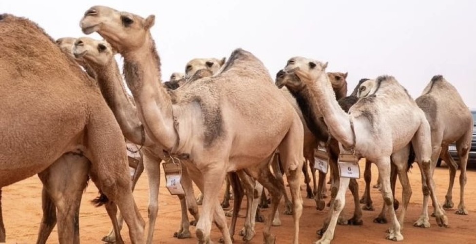 «مخالفات جسيمة».. اللجنة القانونية بنادي الإبل تصدر عقوبات صارمة بحق تركي آل حثلين