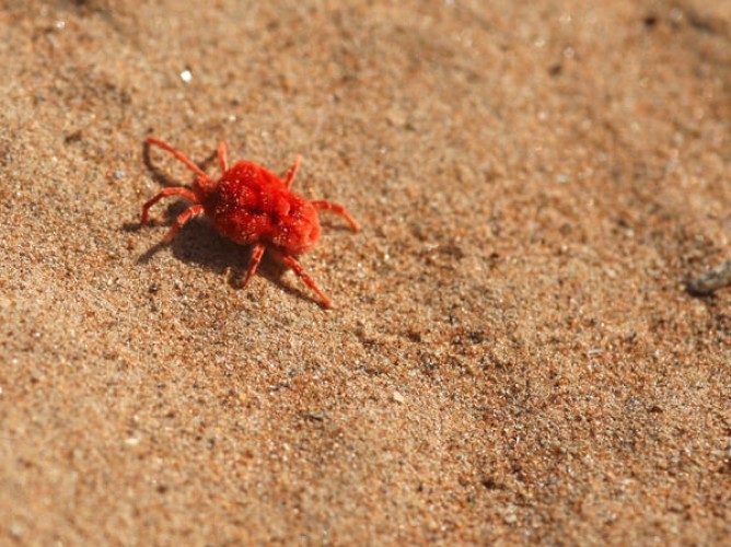 بنت المطر».. كائن صحراوي نادر يخرج مع المواسم ويثير الاهتمام