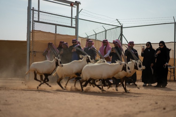 مركز الحياة الفطرية يطلق ٦١ كائناً فطرياً بمحمية الملك خالد الملكية ضمن برامج الإكثار وإعادة التوطين