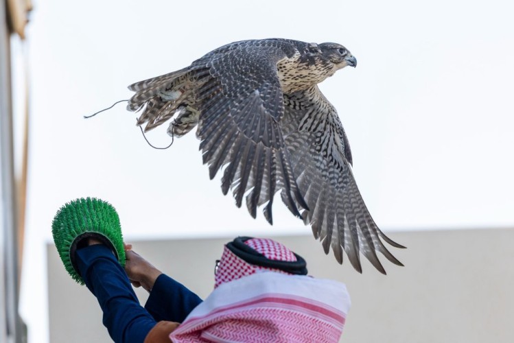 مهرجان الصقور بالشمالية.. محمية الإمام تركي بن عبدالله تستعرض وجهاتها السياحية وتنوعها البيئي