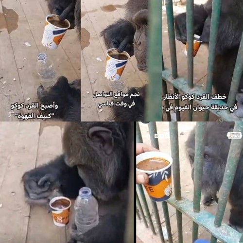 قرد مصري يخطف الأنظار.. يشرب القهوة ويبردها قبل ارتشافها (شاهد)