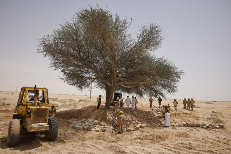 في وقت قياسي.. فريق فني يعيد “طلحة الدوادمي” إلى جذورها بعد سقوطها نتيجة الأمطار