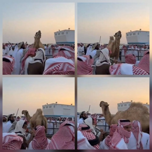 ​تريند اليوم.. وصول مزاد “بعير” إلى 6.1 مليون ريال وسط ذهول الحاضرين (شاهد)