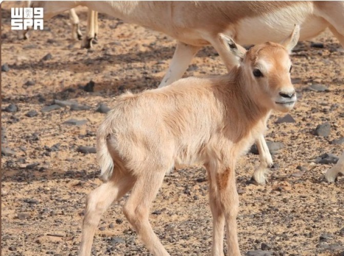 عودة المها العربي إلى شمال المملكة بعد غياب 90 عامًا داخل محمية الملك سلمان الملكية