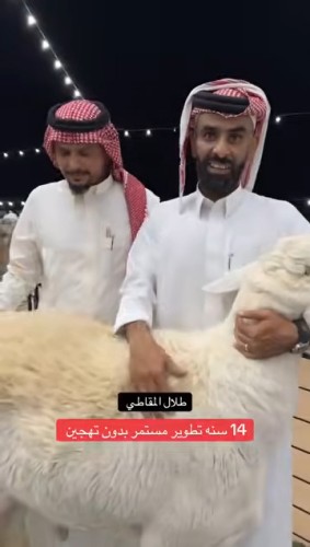 مربي الأغنام “طلال المقاطي” يكشف سر تميّز حلاله: تطوير مستمر وتمسّك بالسلالة الحريّة الأصيلة