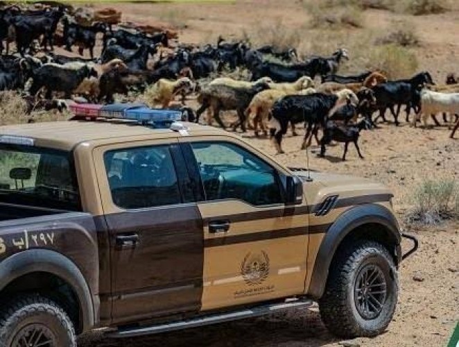 الأمن البيئي يضبط مواطنًا أشعل النار في موقع غير مخصص بالشرقية