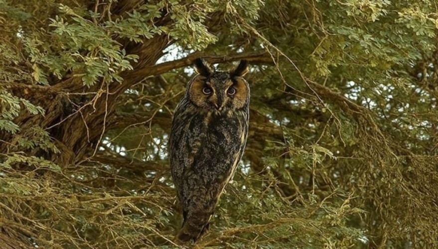 رصد 9 أنواع نادرة من الطيور المهاجرة لأول مرة في محمية الملك عبدالعزيز الملكية
