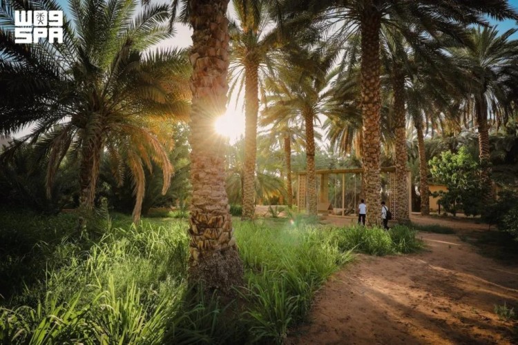 الهيئة الملكية للعُلا تطلق موسم «خيرات العُلا» الزراعي 2026-2027