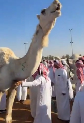 من 16 إلى أكثر من 24 ألف ريال.. مزاد ناقة يشعل المنافسة في القصيم – فيديو