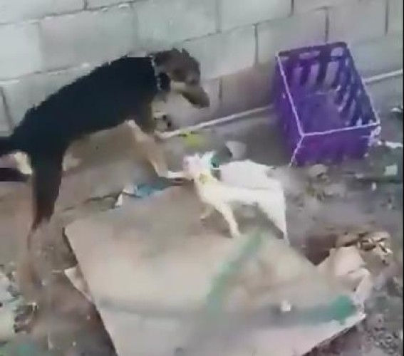 البيئة” تغرّم مخالفين 500 ألف ريال