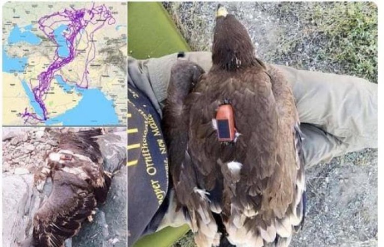 العثور على نسر ميت على ظهره جهاز تتبع في جازان يثير جدلا واسعا!