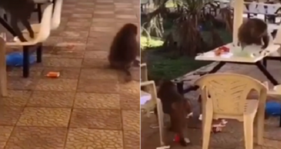 هجوم «قرود جائعة» على جامعة بيشة.. وهروب الطالبات (فيديو)