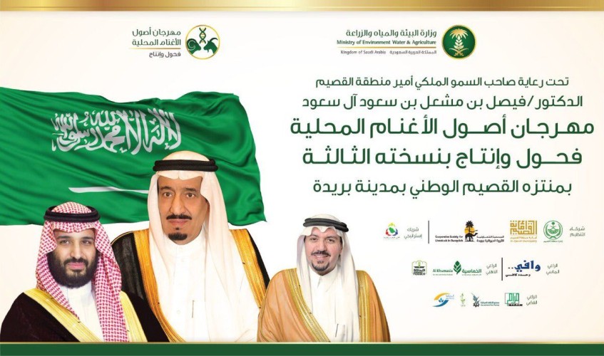 انطلاق فعاليات المهرجان الثالث لأصول الأغنام المحلية في القصيم.. غداً