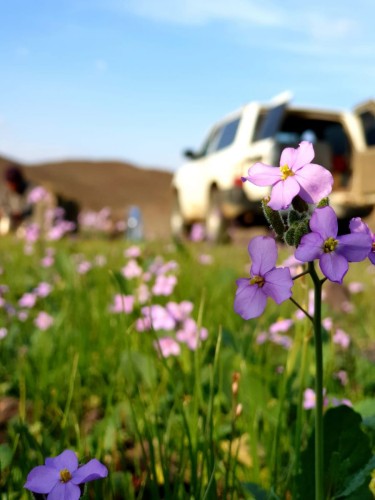 أجواء ربيع الكريزية في شمال الحناكية