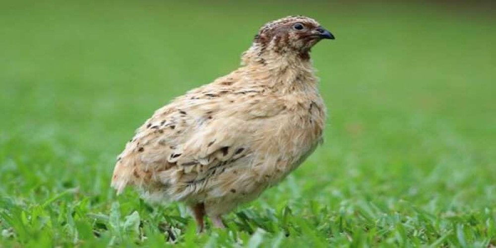 فيديو.. تبوك تنتج وتصدر 30 مليوناً من طيور السمّان سنوياً