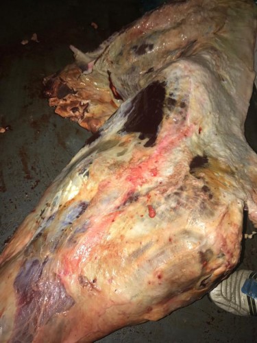 ضبط 900 كيلو من اللحوم الفاسدة قبل توزيعها في الخبر