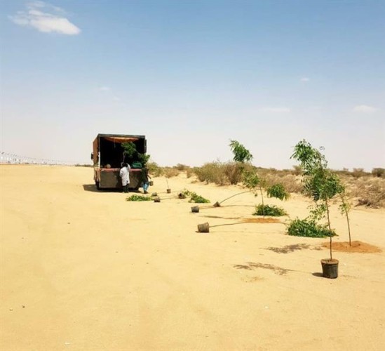 تشجير منطقة مهرجان ولي العهد للهجن بـ5 آلاف شجرة.. وسر اختيار نوع معين من الأشجار