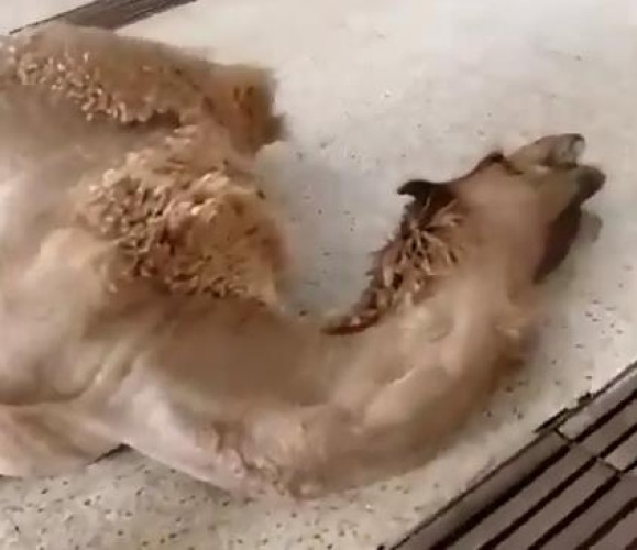 أمانة الرياض ترد على فيديو ادعى مصوره ذبح جمل نافق بمسلخ القويعية