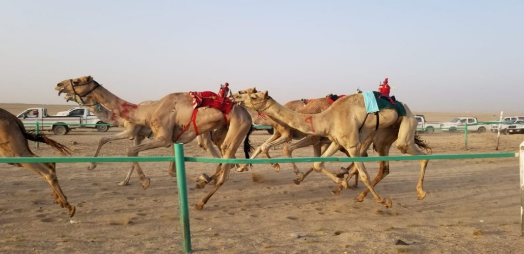 محافظ املج يرعى سباق الهجن بميدان الحوراء مناسبة العيد