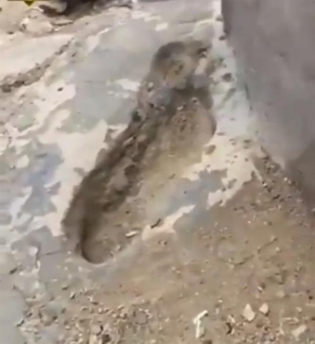 لجنة حكومية تزيل أثراً بينبع النخل يتبرك به آسيويون بدعوى أنه لقدم الرسول ﷺ