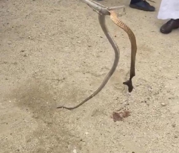 حـادث مأساوي.. مصرع أب وإصابة ابنته بلدغات ثعبان في الباحة (فيديو)