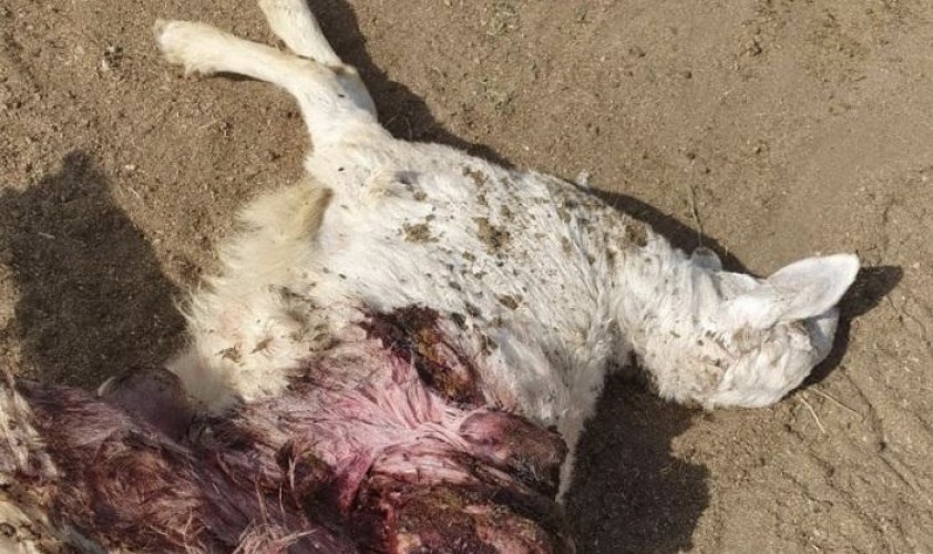 بالصور..“كلاب ضالة” ترتكب مجزرة وتفترس قطيع أغنام في الطائف