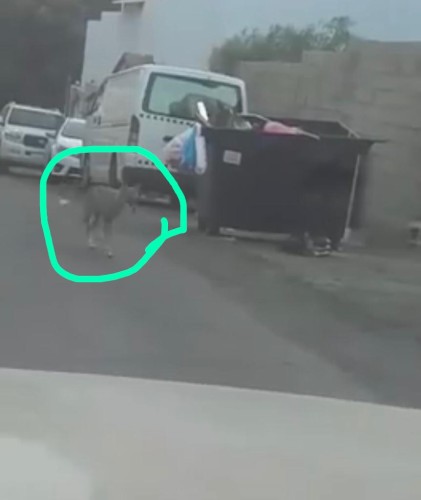 مواطن يوثق تجول ذئب داخل أحياء الطائف.. والدوريات الأمنية تمشط الحي بحثاً عنه