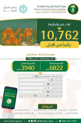 “البيئة”: فحص وترقيم 10.7 آلاف رأس من الإبل المشاركة في مهرجان الملك عبدالعزيز