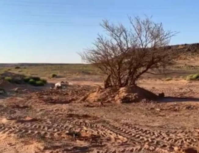 الجوف.. ضبط متعديَين على “شجرة سدر” وإلزامهما بريها مدة عام